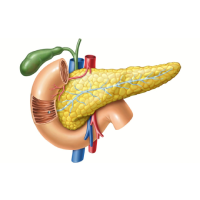 PANCREAS